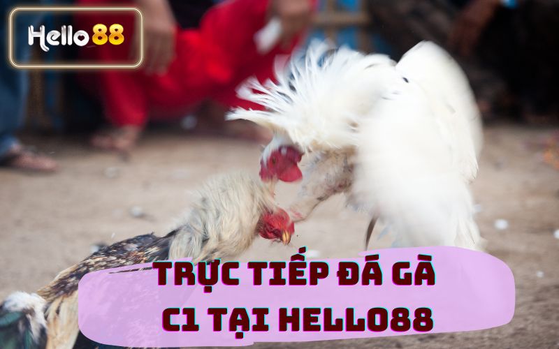 ĐÁ GÀ C1 TẠI HELLO88