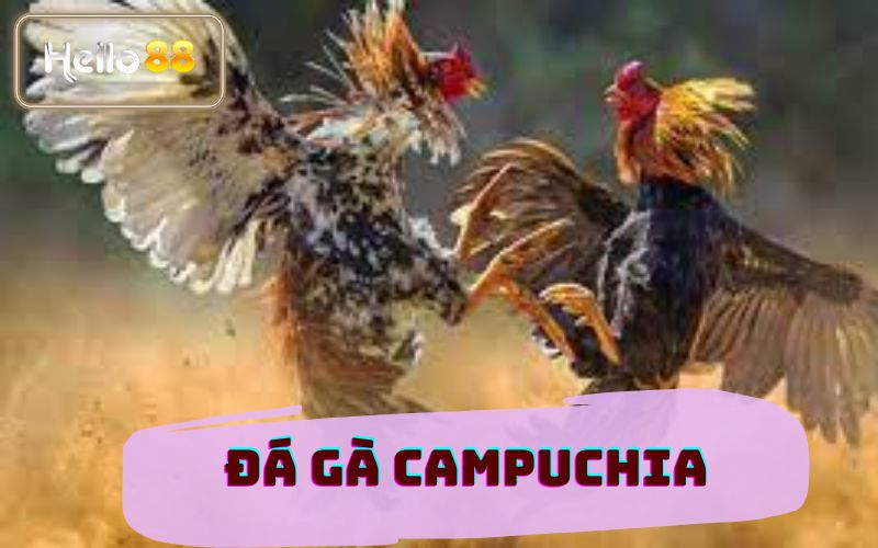 ĐÁ GÀ CAMPUCHIA