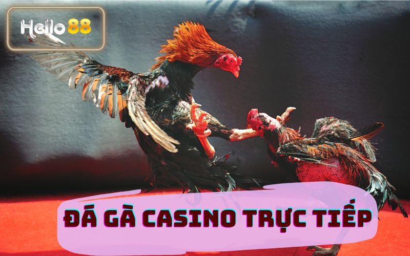 ĐÁ GÀ CASINO TRỰC TIẾP