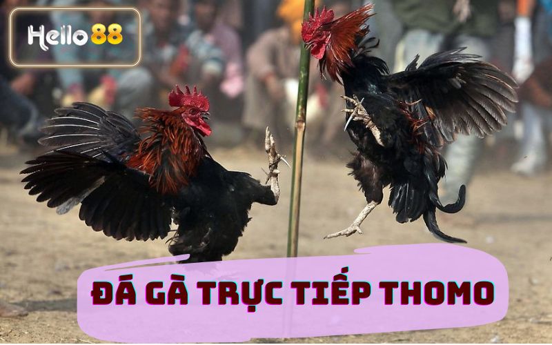 XEM ĐÁ GÀ TRỰC TIẾP THOMO