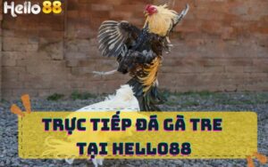 TRỰC TIẾP ĐÁ GÀ TRE TẠI HELLO88