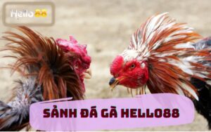 SẢNH ĐÁ GÀ HELLO88