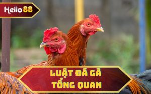 LUẬT ĐÁ GÀ TỔNG QUAN