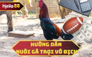 HƯỚNG DẪN NUÔI GÀ TRỌI TẠI HELLO88